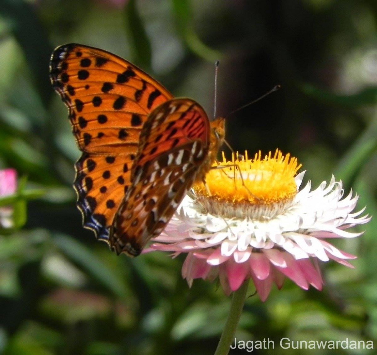 Argynnis hyperbius Linnaeus, 1763